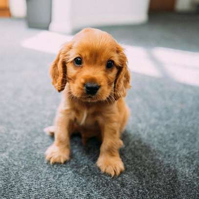 Irresistible Chocolate and Golden Cocker Spaniel Puppies image 1