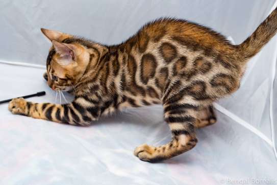 Bengal Kittens and Bengal Cats For Sale image 1