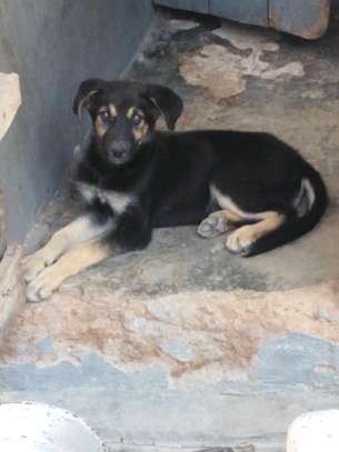 5 month old German Shepherd Rottweiler mix puppy image 1