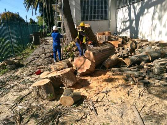Tree Removal Service & Cutting Professionals .Very Affordable & Guaranteed. image 11