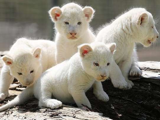 Young Cubs for sale image 1