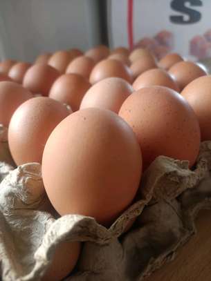 Wholesale - Eggs, farm fresh yellow yolk image 2