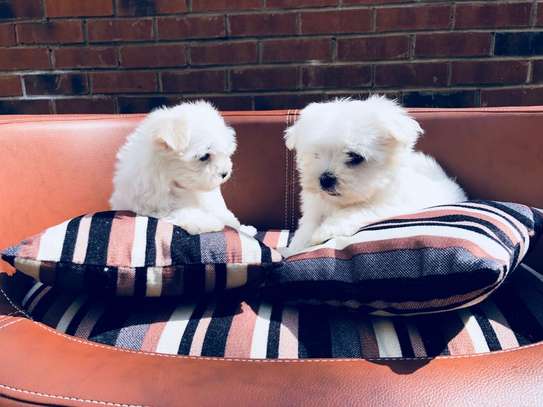 Maltese puppies for sale image 1