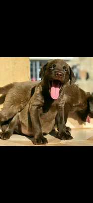 1-3 months old Labrador puppies for rehoming image 2
