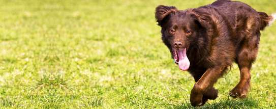 Expert Dog Trainers-Home Dog Training in Nairobi image 3