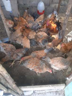 Kienyeji chicken image 2
