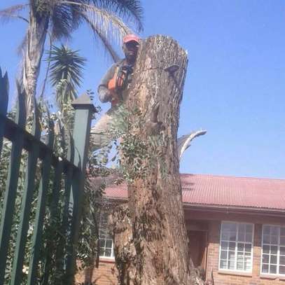Tree Trimming - Tree Removal Service image 1
