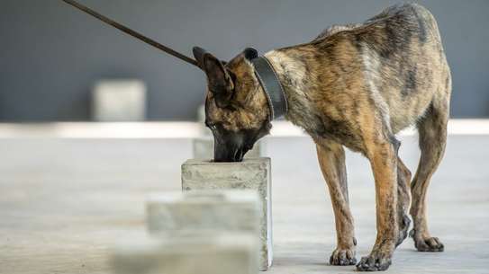 Dog Obedience Training- Best dog training in Nairobi image 12