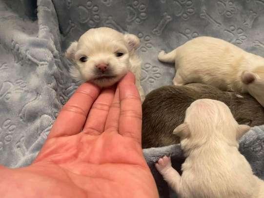 Chihuahua puppies near image 1