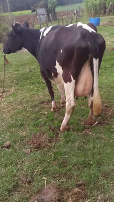 Mamayao Frisian dairy cow image 6