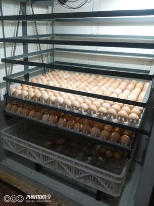 Repair and maintenance of egg incubators image 3