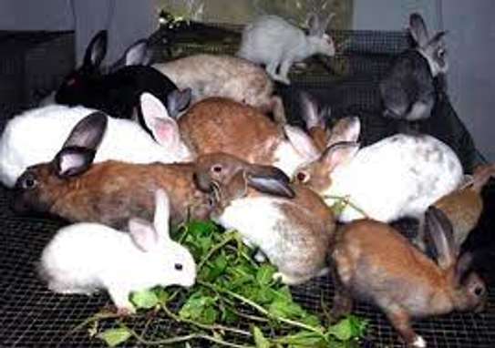 rabbits image 3