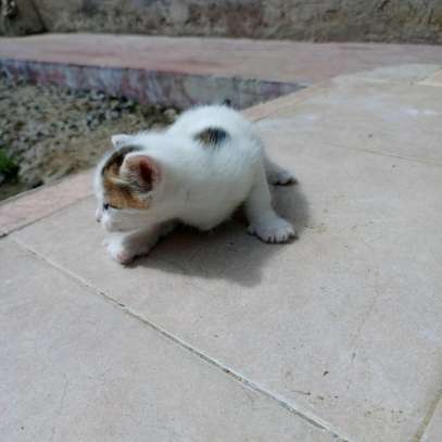 0-1 Month Old, Home-bred, Female, Persian Kittens for sale. image 6