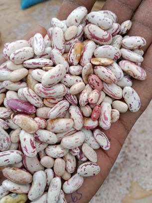 Beans / beans image 5