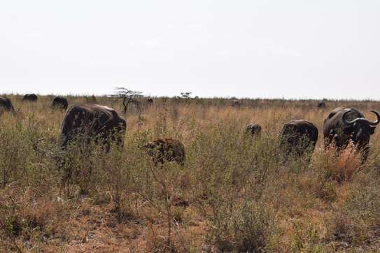 3 days Masai Mara safaris image 7
