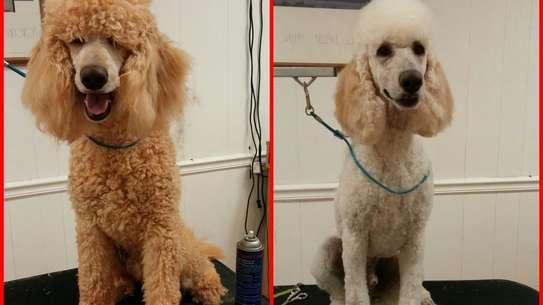 Mobile Dog Grooming in Nairobi | Book an appointment image 4