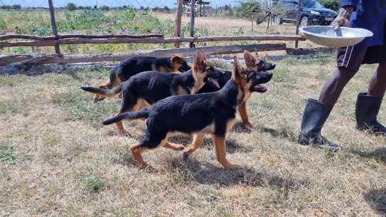 GSD puppies image 1