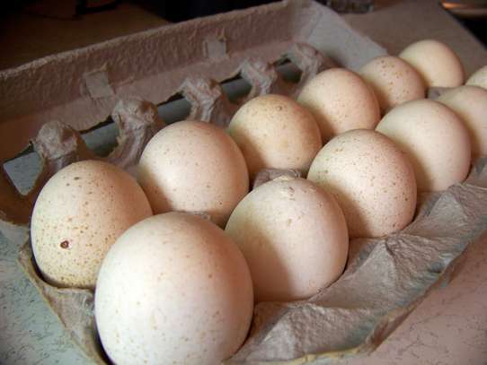 Turkey eggs image 4