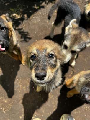 German Shepherd/Husky Puppies image 11