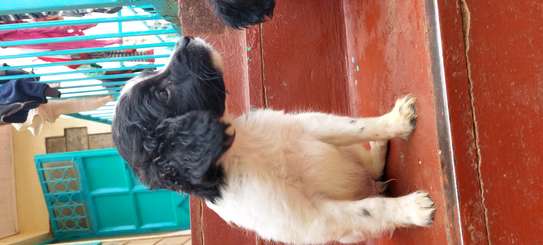 MALE AND FEMALE SPRINGER SPANIEL AVAILABLE image 3