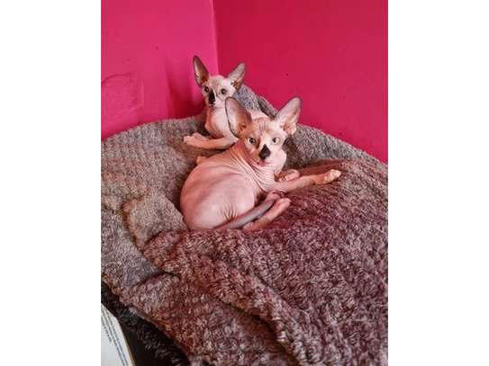 Male and a female Sphynx kittens for sale image 1