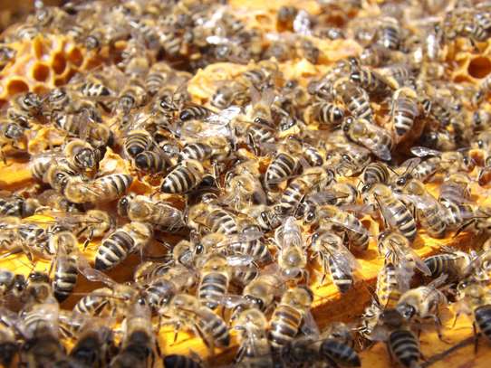 African Beekeeping Services - Welcome To The World Of Beekeeping | We provide education and advice, promoting responsible bee keeping. image 11