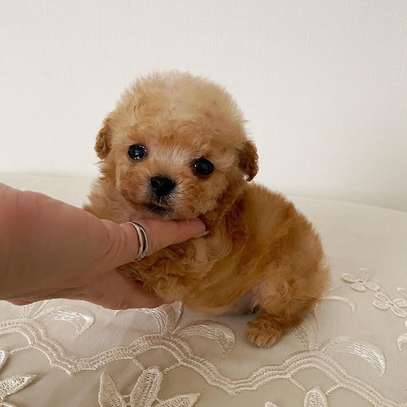 Beautiful Teacup Poodle puppies available male and female image 1