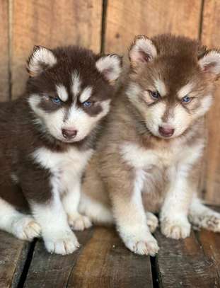 Siberian husky puppies for rehoming image 2
