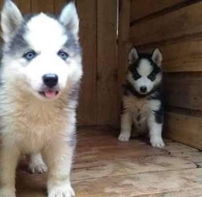 Siberian huskies pups image 1