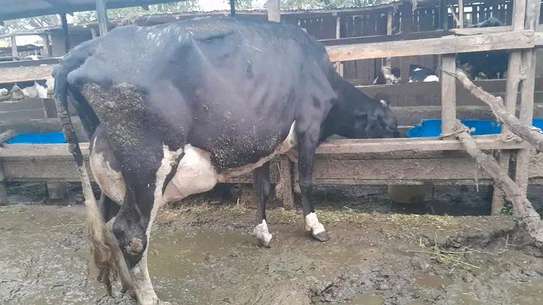 Powerful Frisian breed image 7