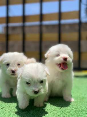 Puppies for sale image 1