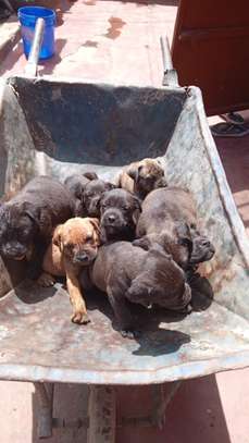 Quality pitbull puppies image 1
