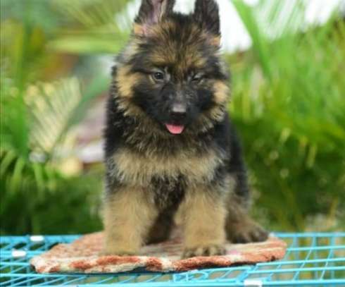 Gsd pups long coat security dogs image 3