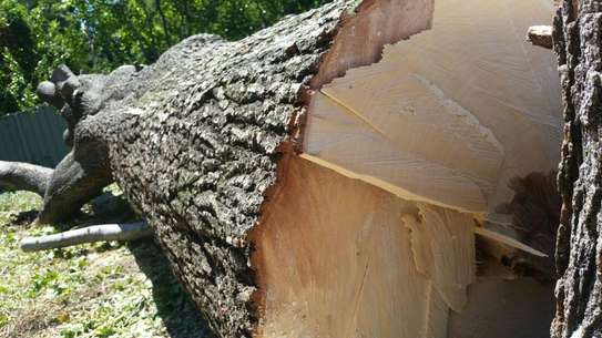 Tree Removal Service & Cutting Professionals .Very Affordable & Guaranteed. image 5