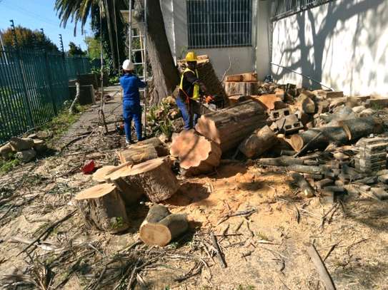 Professional Tree Removal - Contact Us For a Free Estimate image 11