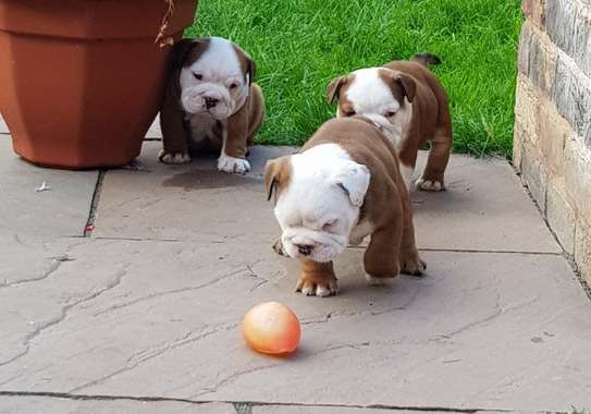 English Bulldog puppies for adoption image 1