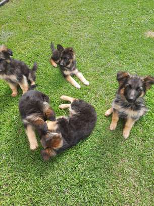 Pure German shepherd puppies image 3