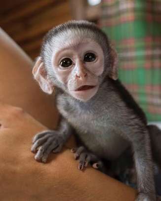 Capuchin Monkeys For Sale image 3