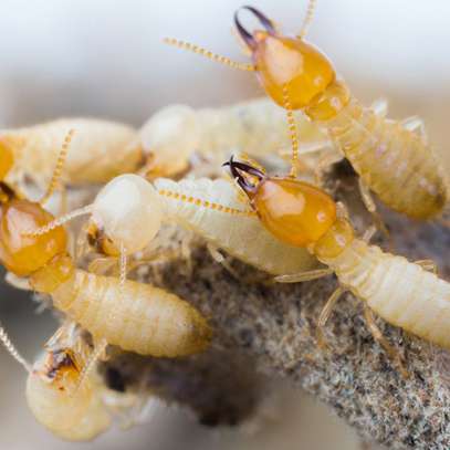 Are you tired of having unwanted visitors in your facilities such as mice, bed bugs, and ants? Bestcare Services is here to help you get rid of pests! Our dedicated and highly trained professionals will work hard to ensure that your facility is pest-free. With the best technology for eliminating pet problems, we got your back! We specialise in general pest control, timber inspections, and pre-purchase building inspections for apartments, high-rise units, commercial premises, industrial factories, real estate, and body corporate works. Call us, and we will get it done!  We provide a professional service with our experts focused on solutions for your general pest control needs including treatments for the following: Cockroach Treatments AntsBed bugsBees Mosquitoes Spiders Fleas Silverfish Rats Mice Mites Termites Wasps And much much more Get back your control of a clean and pleasant facility—contact us today for quick and reliable solutions for your pest problems. If you aren’t sure which service is right for you, give us a call or contact us here, so we can create a custom-fit solution that is best for your  building. Our application process is simple, effective, and applied at a convenient time that works with all your needs. image 9