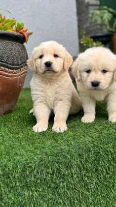Golden Retriever Puppies Cream to Golden Playful Pets image 3