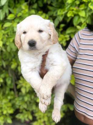 Golden retrievers image 2