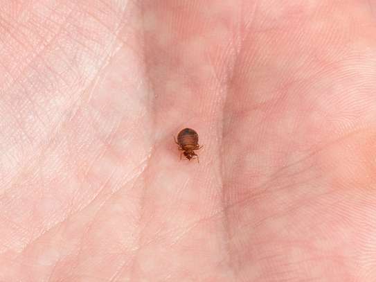 Bed bug pest control Mountain View,Kabete,Ndumbuini,Kinoo image 15