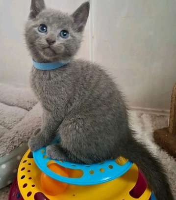Beautiful pure breed Russian blue kittens image 4