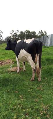 Frisian dairy cow image 1