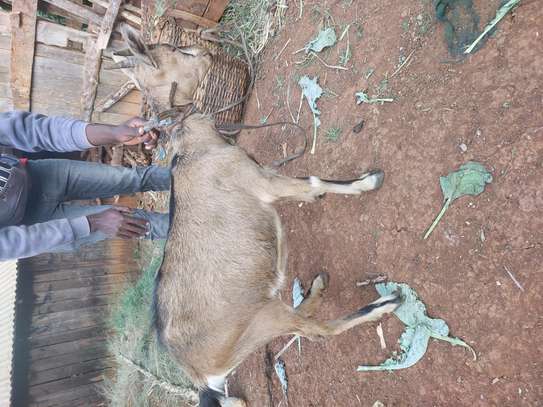 Young male and Female Torgen burger pedigree for sale image 1