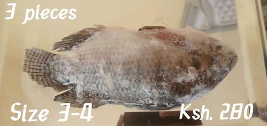 Tilapia fish - fresh, frozen & fried image 3