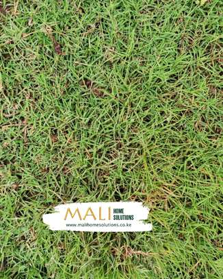 TifSport Bermudagrass / South African Golf greens grass image 1