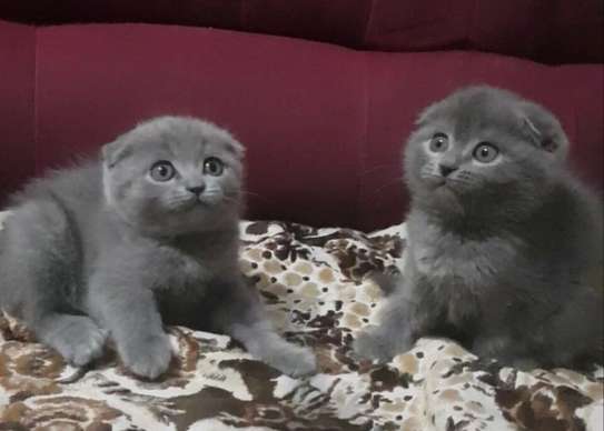 Blue Scottish Fold kittens for sale image 1