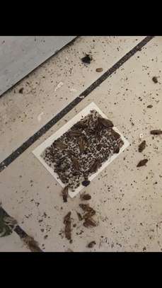 Cockroaches,Bed bug,Flies,Rats & Termites Fumigation. image 4