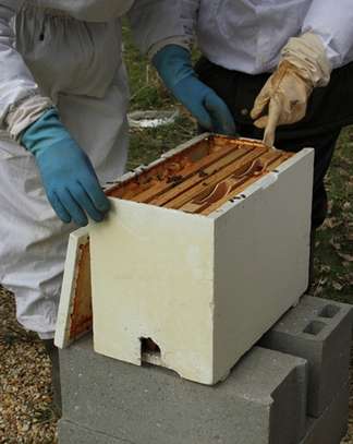 Honey Bee Services | Bee Removal Services/Bee Control/Honey Bee  Removal & Control Services. image 1